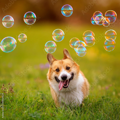 cute ginger Corgi dog puppy runs across a green bright meadow on a Sunny summ...