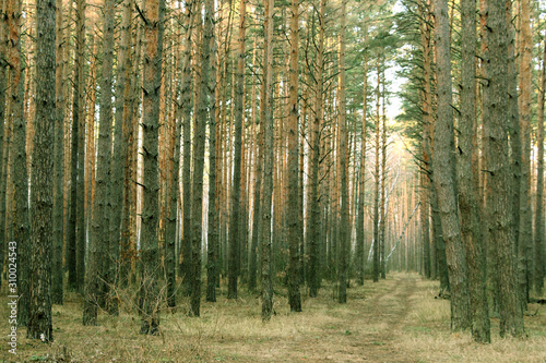 Fototapeta Naklejka Na Ścianę i Meble -  Forest. Path in the forest. Oak Leaf. Walk in nature.