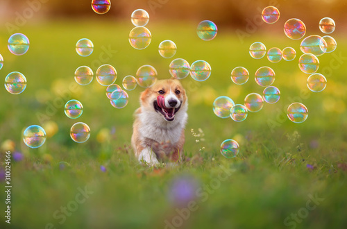 cute ginger Corgi dog puppy is running merrily through the green bright meado...