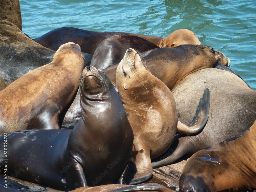 Fototapeta premium Otaries en groupe