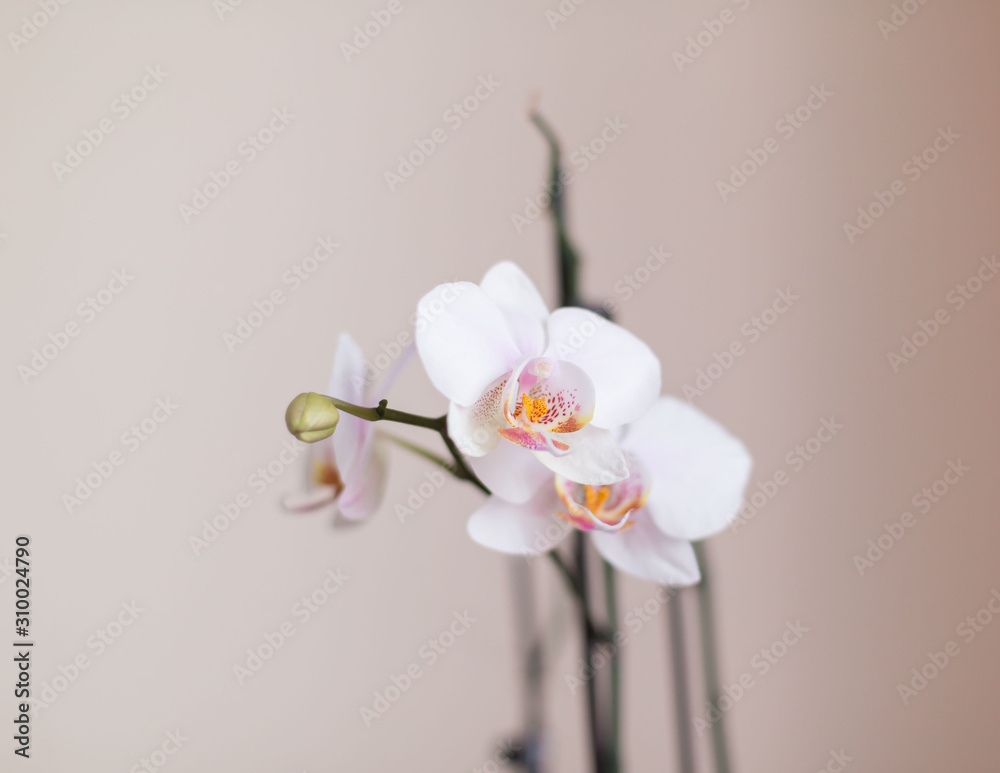 Flowers. Orchids white Flowers. Orchids white