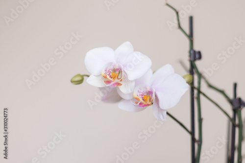 Flowers. Orchids white