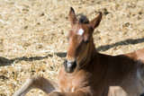 Young colt pony baby horse laying down in stall .