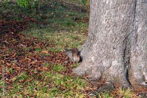 Eichhörnchen sucht nach Essen