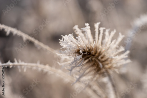 Dry grass covered with hoarfrost. Winter background