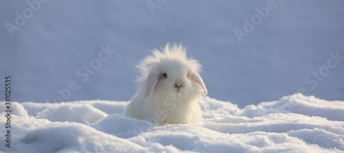 Leinwand Poster white funny fluffy rabbit in the snow