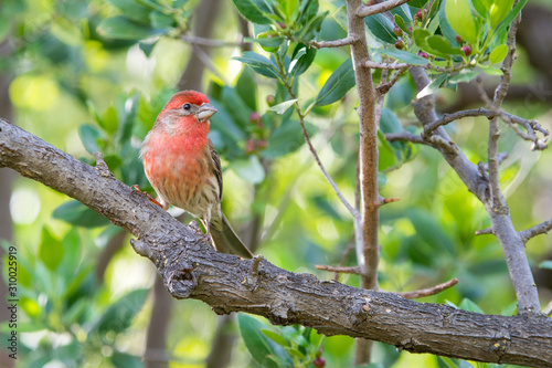 Red house finch bird perched on small twigs. .