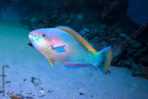 Colorful Daisy parrotfish  Chlorurus sordidus  on the coral reef.