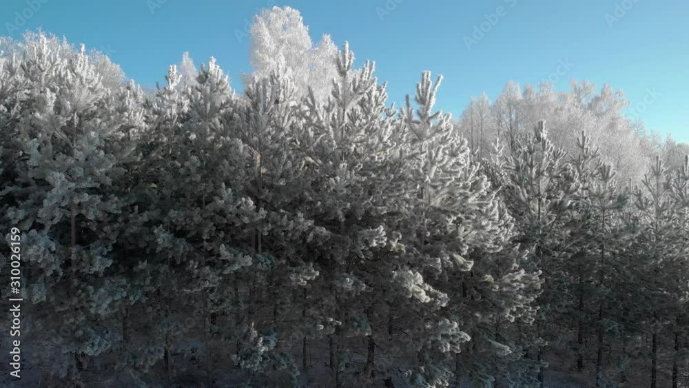 View of a beautiful winter frosty forest, where the trees are all in white hoarfrost View of a beautiful winter frosty forest, where the trees are all in white hoarfrost