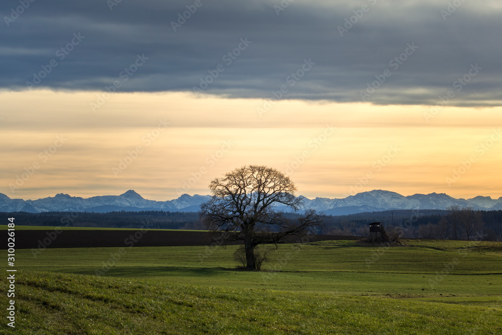 Tree in front of an alpine panorama in the evening with the foehn weather