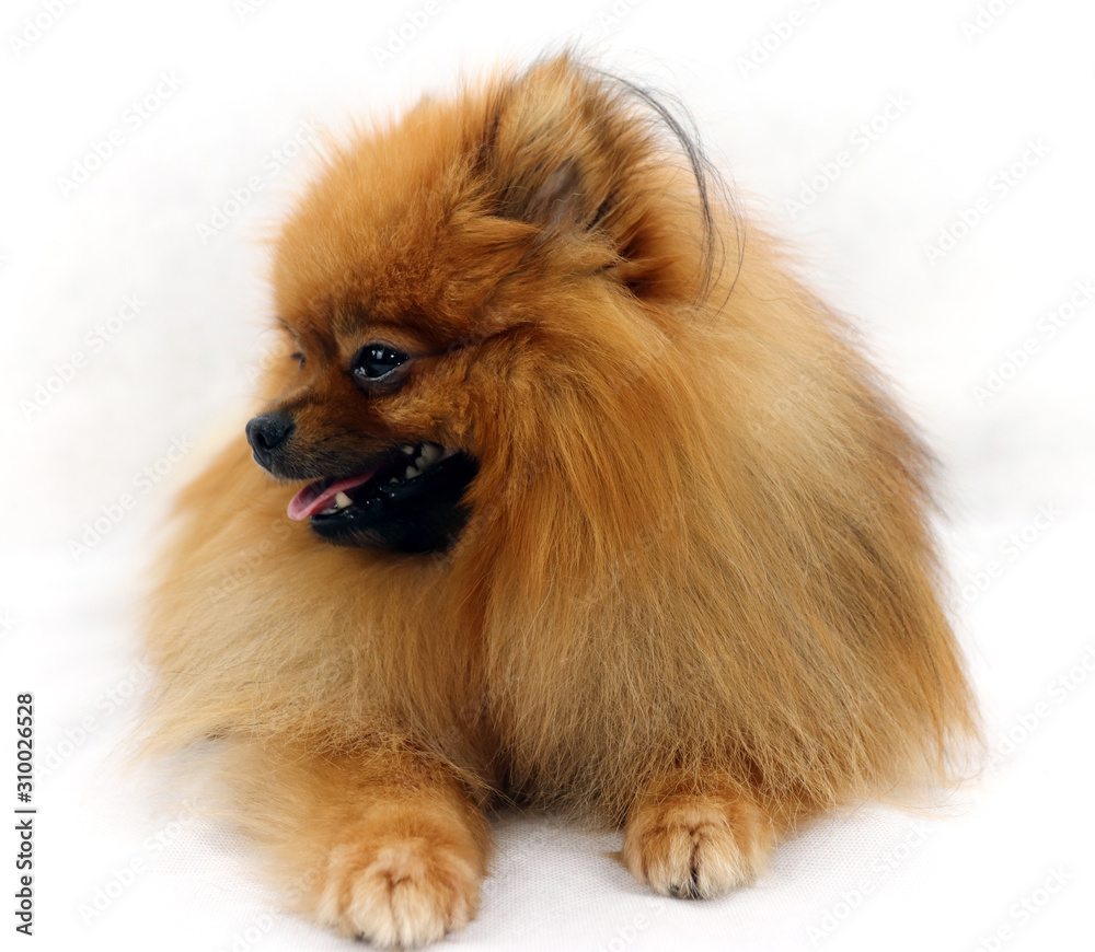 German small Spitz lies and look away on a white background
