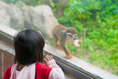 Photography Child girl looks at a little monkey behind a glass