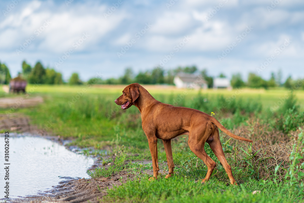 Hungarian magyar vizsla in hunting pose.