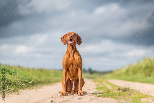 Cuadro en lienzo Portrait of a magyar vizsla seated on its hind legs close-up.