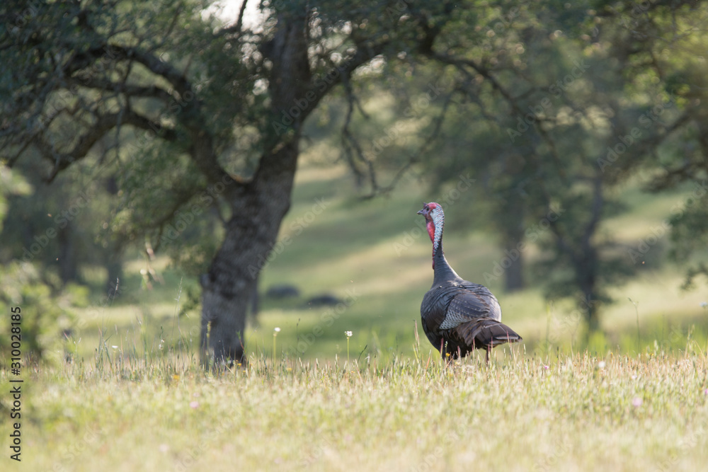 Wild turkey running through grasslands . Wild turkey running through grasslands .