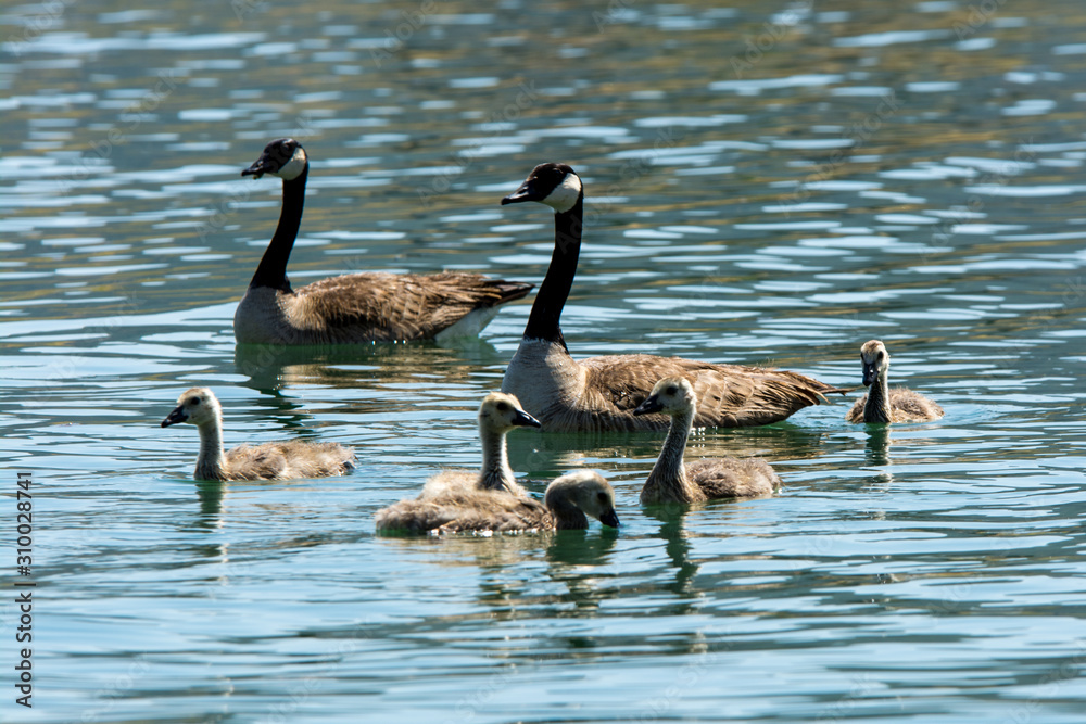 Family of canadian geese swimming in water . Family of canadian geese swimming in water .