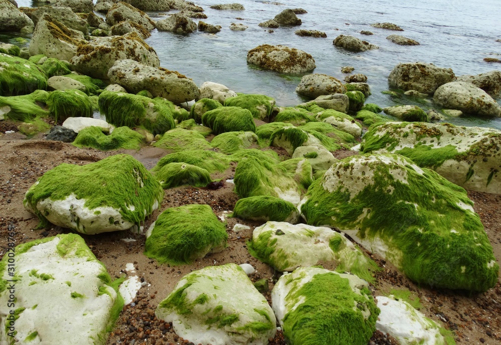 Rock Moss