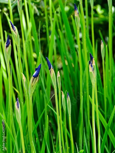Iris buds