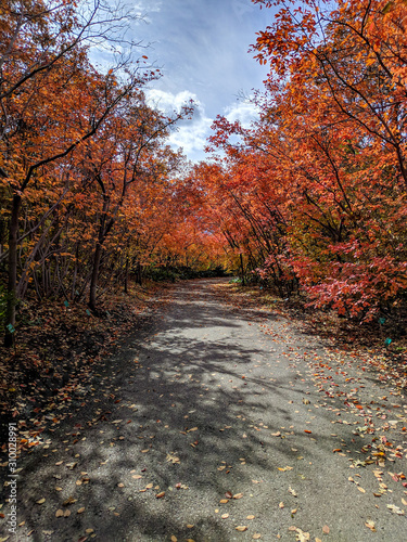 Colorful autumn trees in the Red Butte Garden.