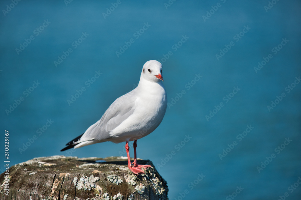 Fototapeta premium Seagull on Chiemsee Lake. Bavaria, Germany