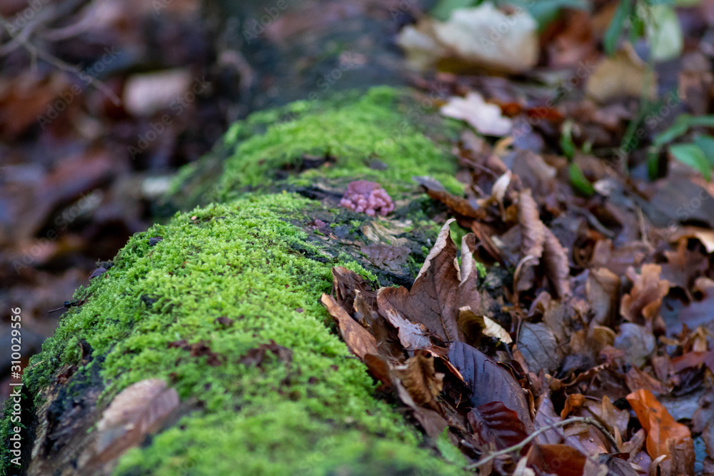 Old fallen tree with green moss in vibrant outdoor adventure colors shows natural decay and tree decomposition in healthy forest ecosystem wilderness and woodland jungle green close-up low angle Old fallen tree with green moss in vibrant outdoor adventure colors shows natural decay and tree decomposition in healthy forest ecosystem wilderness and woodland jungle green close-up low angle