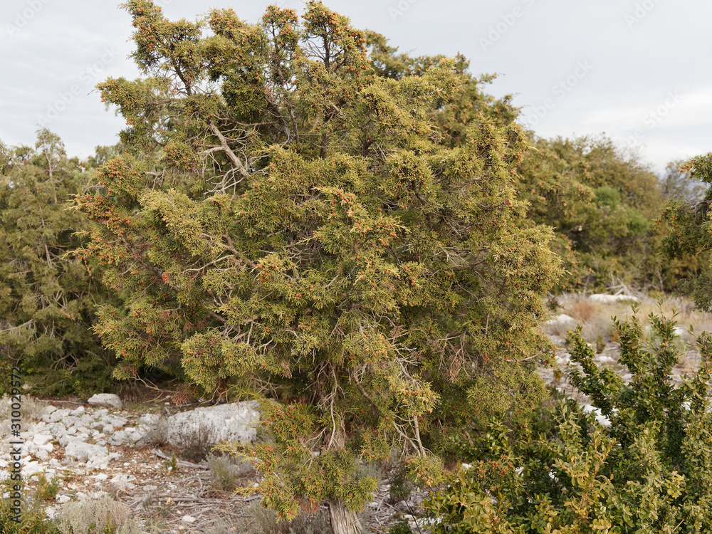 (Juniperus phoenicea) Genévrier de Phénicie ou genévrier de Lycie arbrisseau buissonant aux petites feuilles écaillées et baies brun marron-rouge à maturité (Juniperus phoenicea) Genévrier de Phénicie ou genévrier de Lycie arbrisseau buissonant aux petites feuilles écaillées et baies brun marron-rouge à maturité