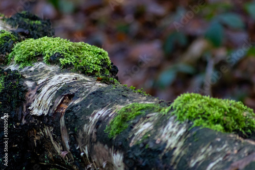 Old fallen tree with green moss in vibrant outdoor adventure colors shows natural decay and tree decomposition in healthy forest ecosystem wilderness and woodland jungle green close-up low angle