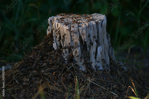 small anthill