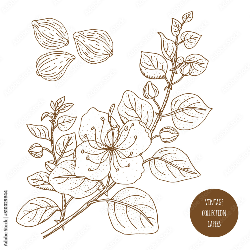 Capers. Vintage botany vector hand drawn illustration isolated on white ...