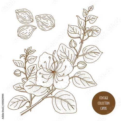 Capers. Vintage botany vector hand drawn illustration isolated on white background. Sketch style. Kitchen herbs and spices.