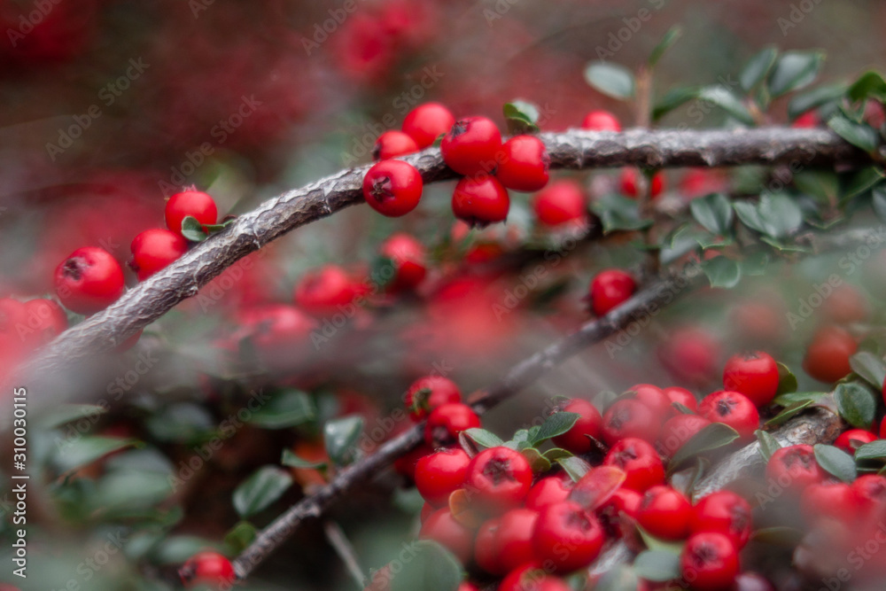 red berries of viburnum on a branch red berries of viburnum on a branch