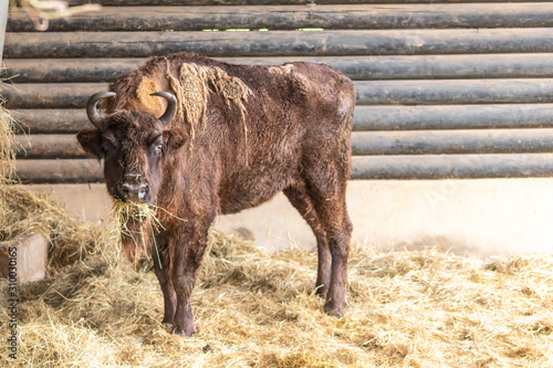 Majestätischer Wisent, Bison oder Büffel als bedrohte Tierart aus der Eiszeit zeigt Stärke und Größe mit Hörnern und dichtem Winterfell perfekt für kalte Winter gerüstet photo