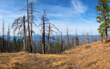 Mountain forest panoramic view on Green Ridge in central Oregon.