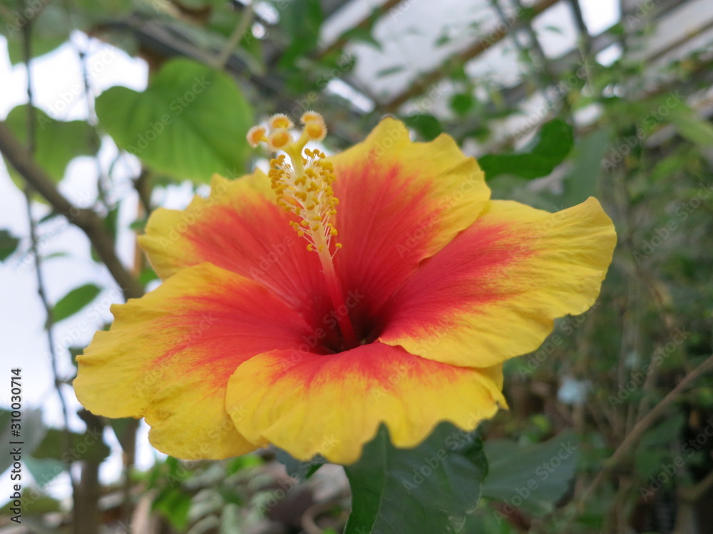 red flower in the garden red flower in the garden