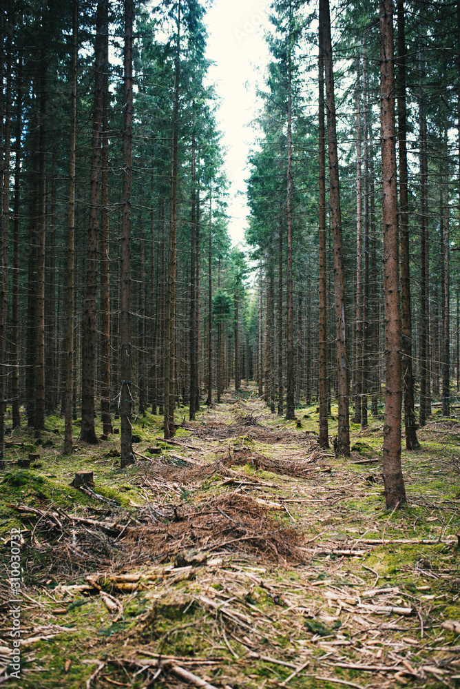 Young forest after logging by harvester in the Czech mountains called Sumava national park. Young forest after logging by harvester in the Czech mountains called Sumava national park.
