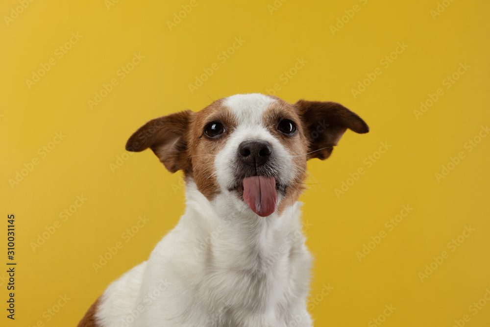 dog with tongue out. Jack Russell Terrier on a yellow background. Pet in the studio.