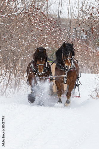 horse sled portrait