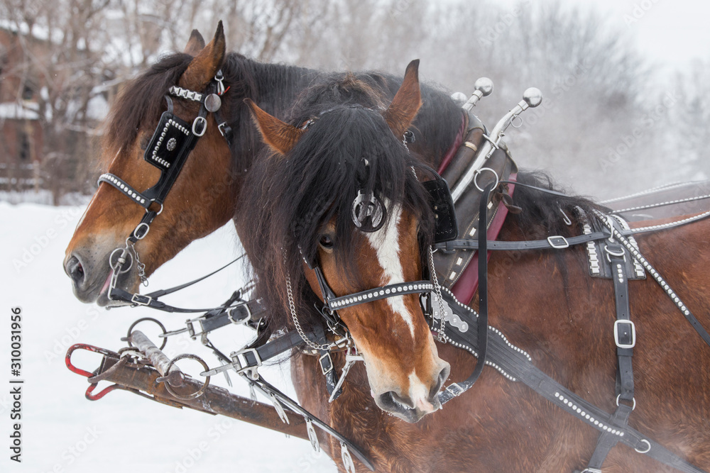 Obraz premium horse sled portrait