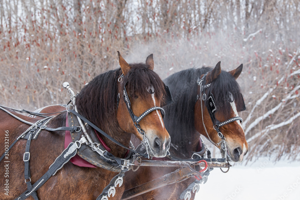 horse sled portrait