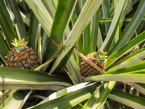 Ananasplantage im Norden von Costa Rica auf dem Weg nach Boca Tapada. Die Ananas (Ananas comosus oder Ananas sativus) ist eine Pflanzenart aus der Familie der Bromeliengewächse (Bromeliaceae). photo