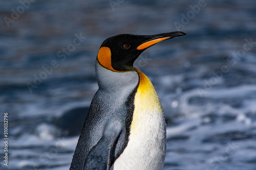 The king penguin  the second-largest penguin species  along the shores of South Georgia Island in the Southern Ocean