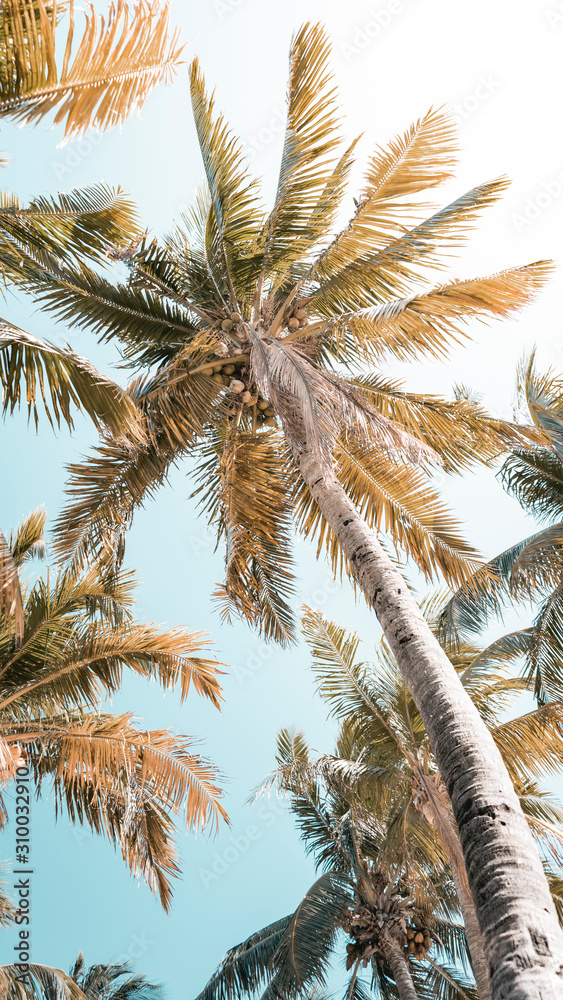 Fototapeta premium palm trees on beach