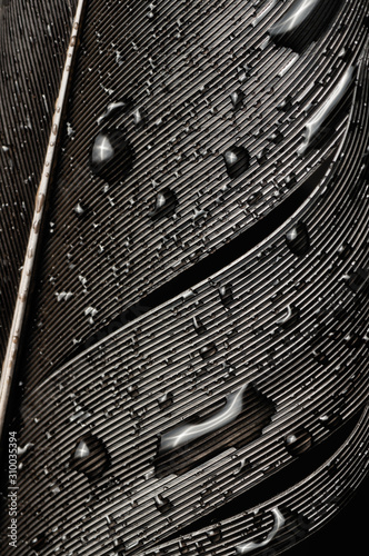 Fragment of bird's feather with water drops, close-up. Black and white.