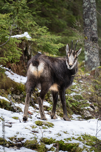 Chamois