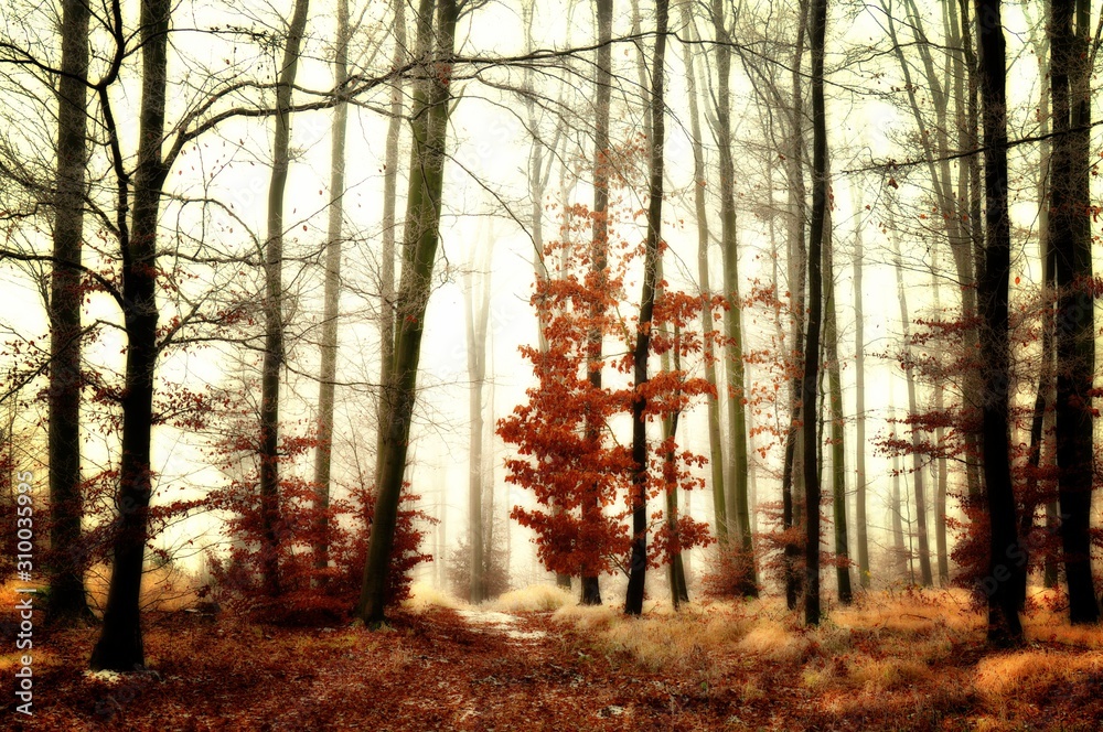 Mysterious foggy forest covered with glaze ice and rime. Fog,beech and oak trees, gloomy winter landscape, forest trail. Eastern Europe. . Mysterious foggy forest covered with glaze ice and rime. Fog,beech and oak trees, gloomy winter landscape, forest trail. Eastern Europe. .