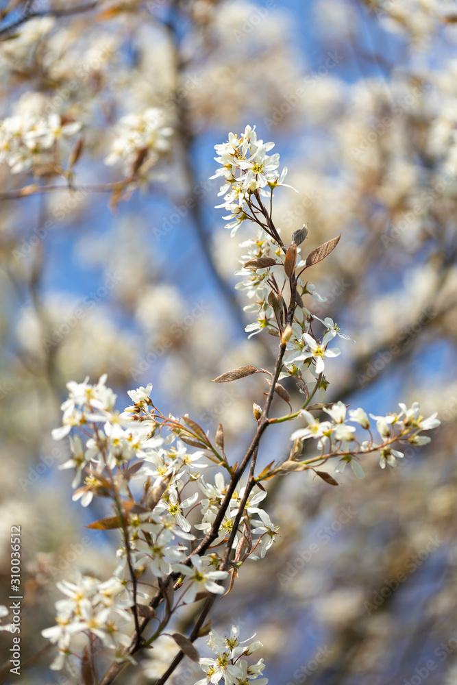 Ast mit weißen Blüten Ast mit weißen Blüten