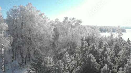 Wallpaper Mural View of a beautiful winter frosty forest, where the trees are all in white hoarfrost Torontodigital.ca