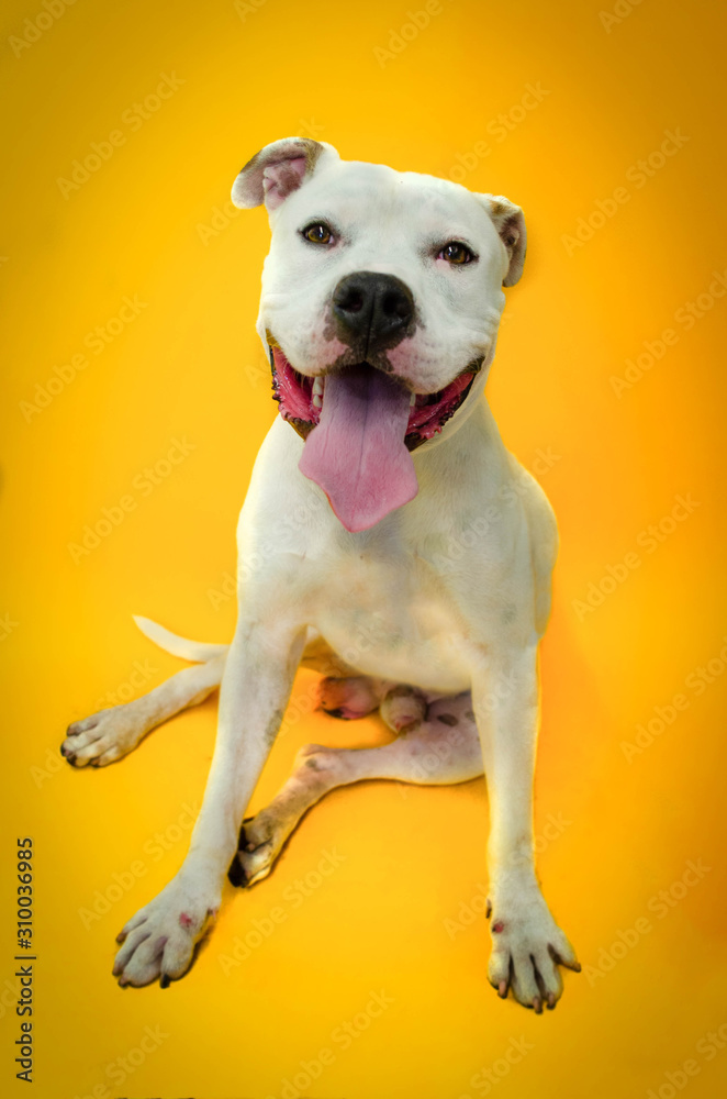 Obraz premium Cute Dog Portrait