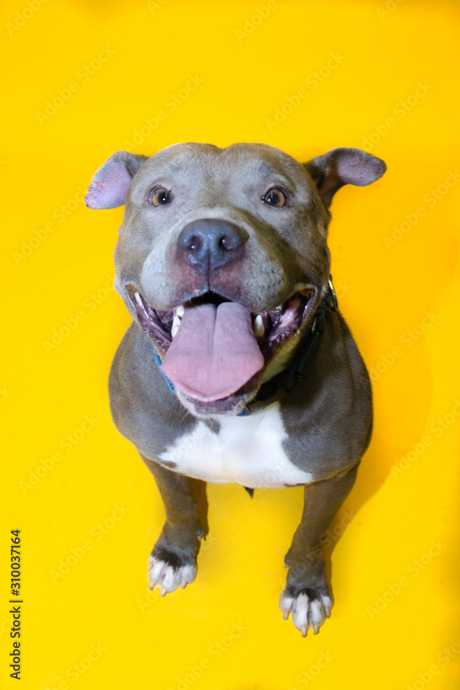 Cute Dog Portrait Cute Dog Portrait
