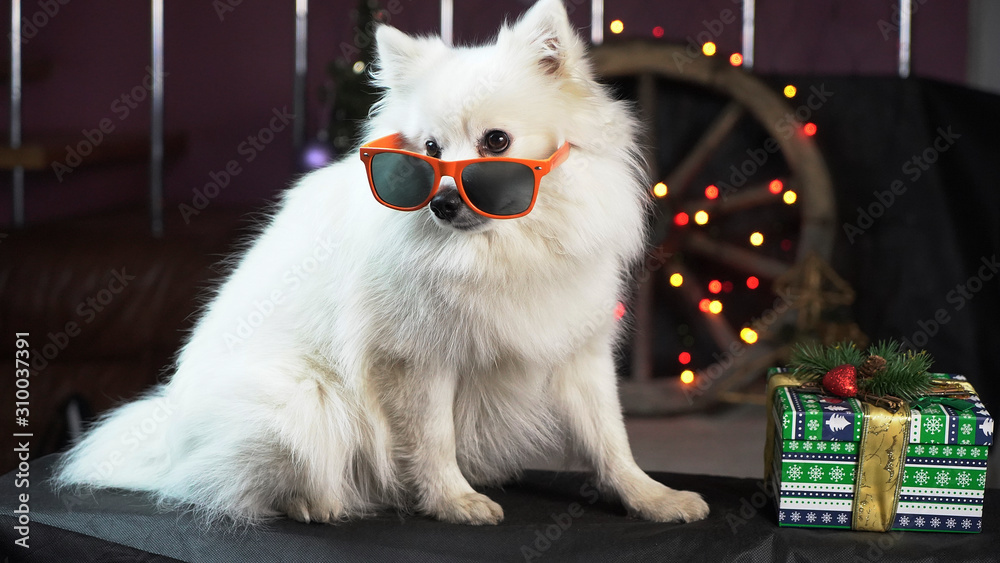white Pomeranian in sunglasses